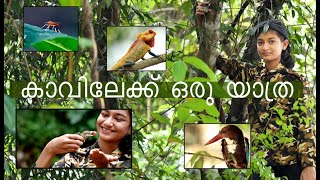 എന്താണ് കാവുകൾ?  കാവ് തീണ്ടിയാൽ കുളം വറ്റുമോ?  / Sacred Grooves / Akiya Komachi