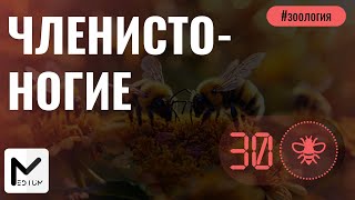 Членистоногие / Насекомые, Паукообразные, Ракообразные