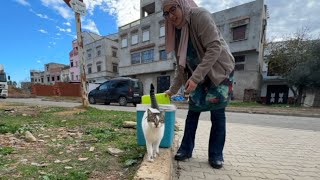 Cute stray cat meows like a goat and follows the lady to get food.