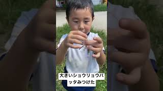 こんなの初めて見たよ！大きいショウリョウバッタ見つけた！