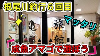 根尾川成魚放流３回目いつもの市場橋下流へ‼︎前日は亀屋旅館で宿泊