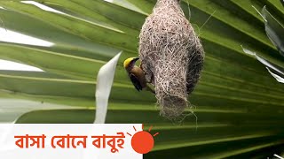 ‘নিজ হাতে গড়া মোর কাঁচা ঘর খাসা’ | Weaver Bird