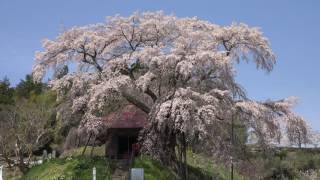 ４Ｋ 2017年桜　上石の不動ザクラ 福島県郡山市　４月25日撮影　C0106