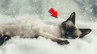 Frozen Cat Begs to Enter Man's Cabin During Blizzard. He Lets Her In, and THIS Happens!