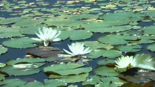 なかがわ水遊園2015年6月20日　00334