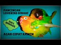 SUARA LOVEBIRD KAWIN 100% AMPUH LANGSUNG BIRAHI