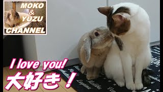 猫の事が大好きなうさぎ　パートⅡ(モコ\u0026マロン）I love cats rabbits Part Ⅱ