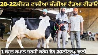 20-22ਲੀਟਰ ਵਾਲੀਆ ਵੈੜਆ ਵੀਕਾਓ। cows for sale/vadiya farm/11-6-23