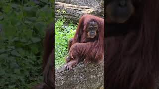 紅毛猩猩Bornean Orangutan/Taipei Zoo