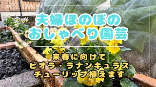 【秋の花壇作り】ビオラ、チューリップ、ラナンキュラス花壇作り❣️【ガーデニング】【夫婦園芸】