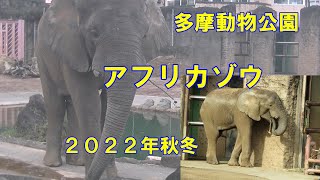 多摩動物公園アフリカゾウ２０２２年秋冬