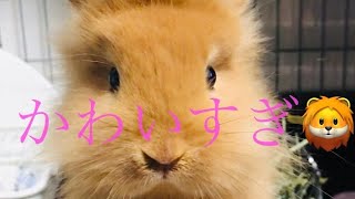 可愛いすぎるライオンヘッドの子うさぎはこちらです🦁