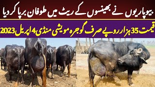 Today Gojra Maweshi Mandi Update | Nili Ravi Buffalo Fresh Retes | Bhains Ki Sasti Janwar Mandi 2023