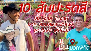 10 สับปะรดสี เลี้ยงง่าย ใบงามจาก สวนสมพูนทรัพย์พุทไธสง บุรีรัมย์