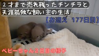 【177日目】２才のチンチラをお迎えしても懐いてくれるのか！？【ベビーちゃん２日目の様子】