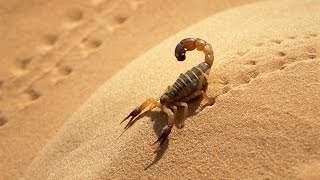 13 Unbelievable Facts You Never Knew About Scorpions