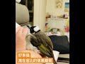 白頭翁之我家有隻小阿飛 連睡覺都要撒嬌的寶貝 birds cute 白頭翁 療癒 鳥寶寶 家庭故事 鳥寶 小鳥