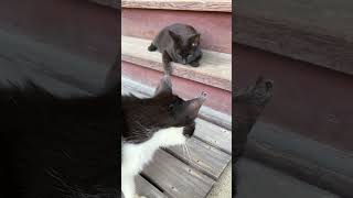 ねこ寺🐈🐾【妙雲寺】① ～岐阜県川辺町～