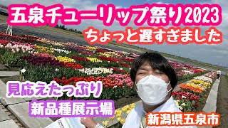 2023年4月19日五泉チューリップ祭り 時すでに…新品種展示場は素晴らしいです！新潟県五泉市