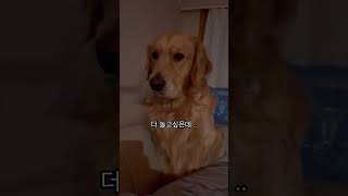 견집사라면 무조건 공감하는 일상 If you have a retriever, you‘ll feel the same way #goldenretriever #shorts