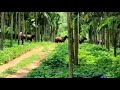 ದೈತ್ಯ ಕಾಡುಕೋಣಗಳ ಗುಂಪು ತೋಟದ ನಡುವೆ ಹಾದು ಹೋಗಿದೆ bison wild buffalo