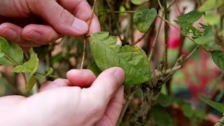 茉莉花叶片发黄，看叶片这里就知道是缺磷元素还是缺铁，可以正确施用