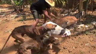 Mudhol Hound Dogs Fighting.                 #sighthound #mudholhoundpuppies #doglovers #mudholhound