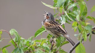 霧ケ峰高原のホオアカ（雄）のさえずり　その１２（4K60P動画）