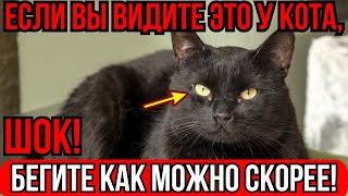 ТО, ЧТО МОЖЕТ СДЕЛАТЬ ВАШ КОТ - ВРАГУ НЕ ПОЖЕЛАЕШЬ! СЕКРЕТ НАШИХ ЖИВОТНЫХ