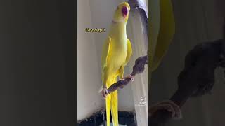 🐦parrot does \