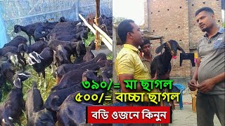 রাজু কেমন দামে ছাগল বিক্রয় করছে জানুন । Goat price । chagol palon । chagol khamar । ব্লাক বেঙ্গল