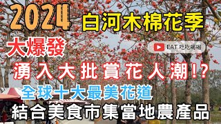 2024白河木棉花季 大爆發 湧入大批賞花人潮!? 全球十大最美花道 #白河林初埤木棉花道  結合美食市集當地農產品 帶你來看看吧 #eating #food #taiwan #tainan