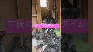 午後のお食事タイム#pigeonlover #pigeon #pigeons #pigeonracing #racingpigeon #鳩 #shorts