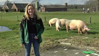 20230320 Haaksbergen Scharrelvarkens naar buiten