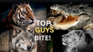 Top 10 Wild Animals with the Strongest Biting Muscles! #animals #wildlife #lion #facts #tiger