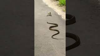 snake cobra सांप अजगर #kingcobra #snake #trending #viral #viralvideo