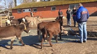 Herd of Donkeys Wail Out In Pain Over The Loss Of Their Neglected Friend