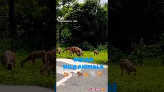 ഇന്ത്യൻ വൈൽഡ് അനിമൽസ് 🥰🐘#shorts #shortsfeed #animals