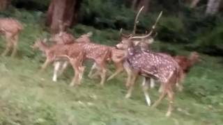 Veeramangala Fun guys at Bandipura forest trip