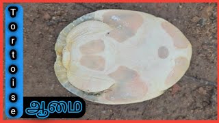 ஆமை / Tortoise