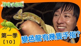 【好好玩自然】旗津老外變色龍！高冠變色龍 黃斑椿象｜第10集_第ㄧ季｜高雄旗津｜柳丁哥哥 崇瑋老師｜生態探索｜YOYO