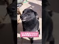 ㊗️100万再生突破！！！犬さんの動画見て笑ったら寝ろwwwwwww