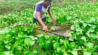 বিলে অনেক দিন পর জাল দিয়ে দেশি মাছ ধরলাম (village net fishing videos) new fishing video 2024in bd.