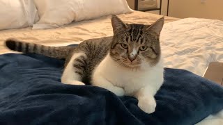 a lazy cat laying on bed with mad face