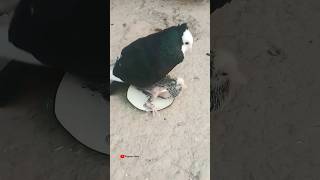 Black Kabootar Ka New Baby Pigeon ♥️||#shorts #shortsviral