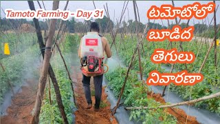 Tamota Farming - Day 31 | టమోటోలో బూడిద తెగులు నివారణా కోసం | ఆదర్శ రైతు