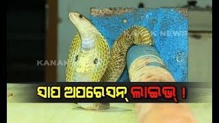 Snake Stuck In Pipe, Rescued By Snake Helpline In Bhubaneswar