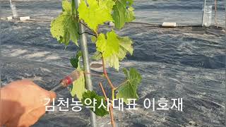 샤인머스켓 1년생 키우는 방법