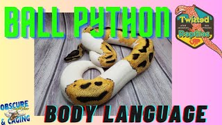 Ball Python Body Language