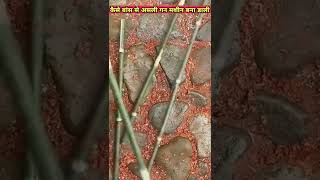 इसने तो बांस से असली मशीन गन  बना डाली|| hand made bamboo machine gun||#shots #gun